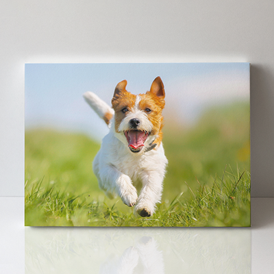 Feather Canvas Print - 8x10